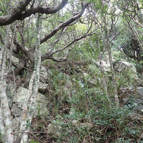 伊平屋島におけるウバメガシ群落の現況調査
