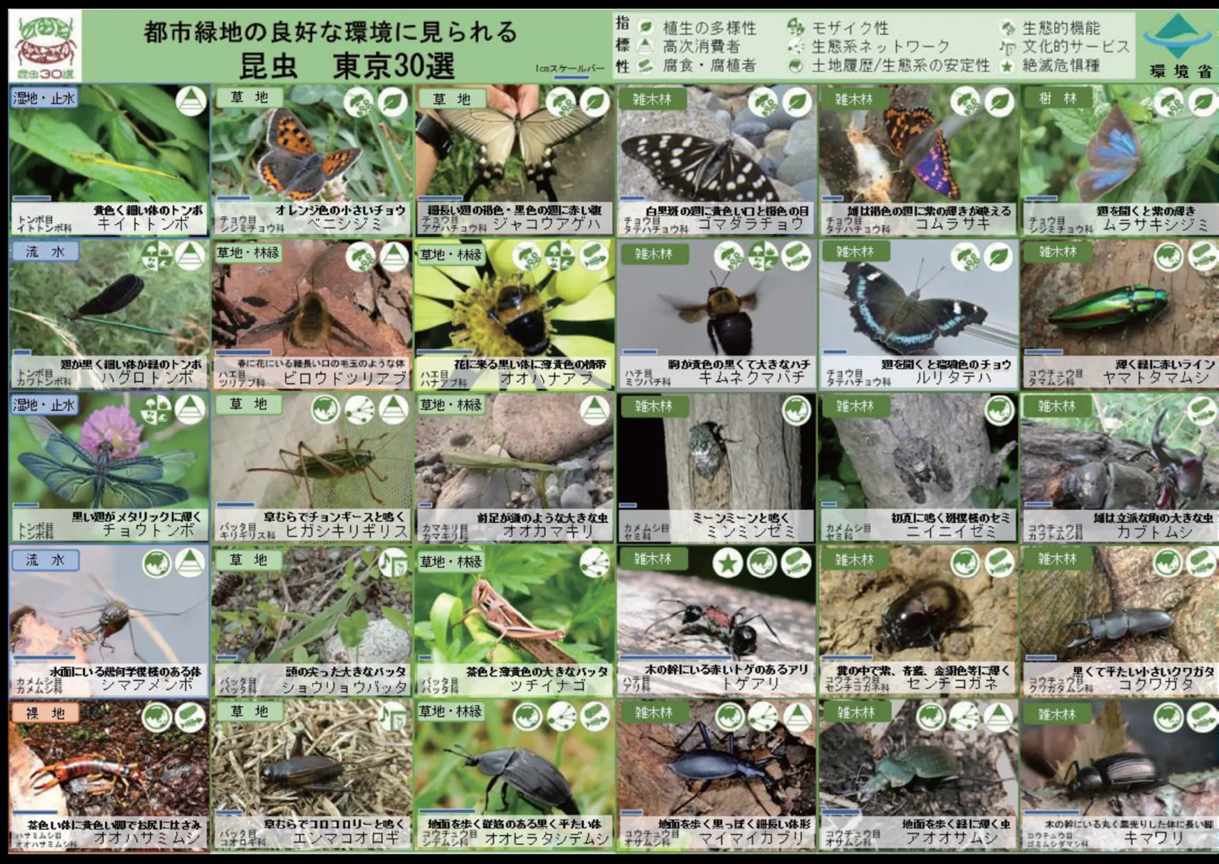 自然共生サイトにおける指標昆虫選定及び簡易的なモニタリング手法の検討