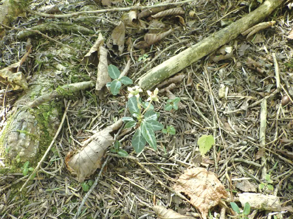 環境保全対策に係る貴重植物の移植における技術試行について