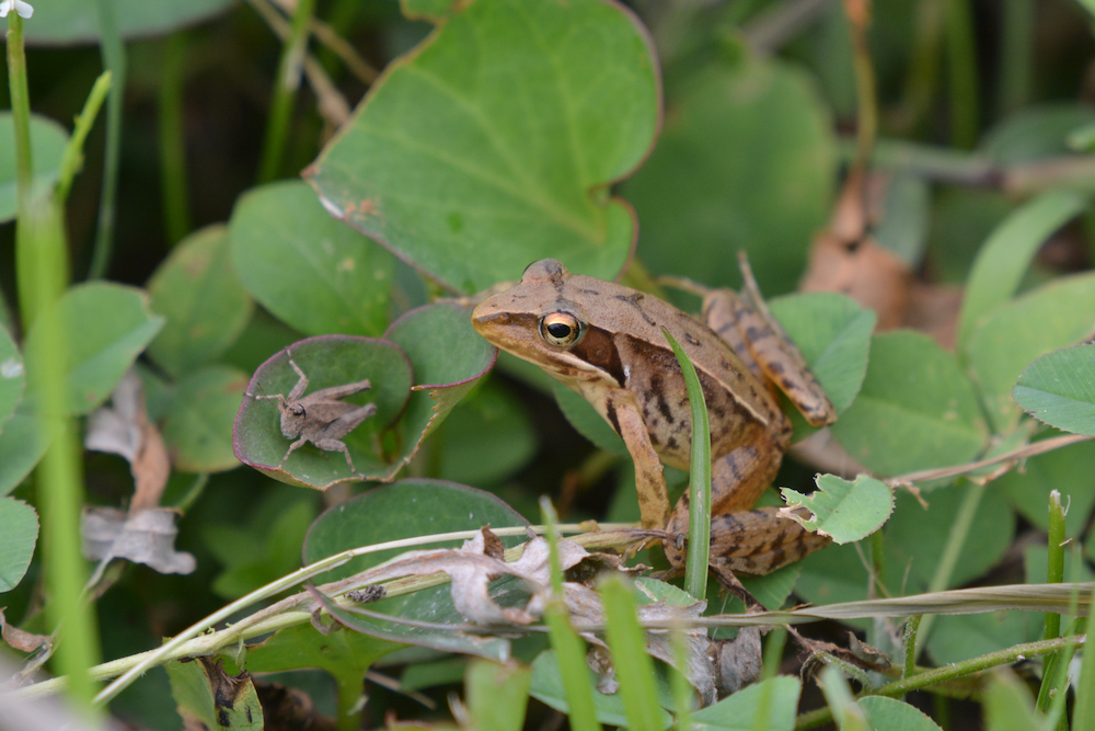『生物多様性つくば戦略』の策定プロセスとその概略