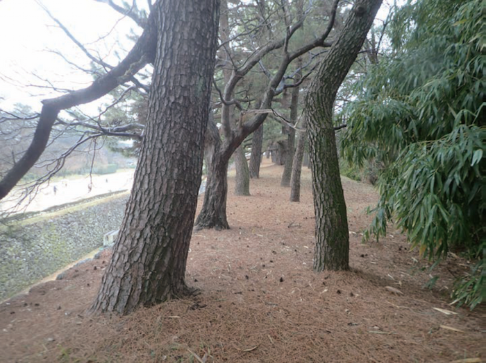 名古屋城植栽管理計画の策定支援