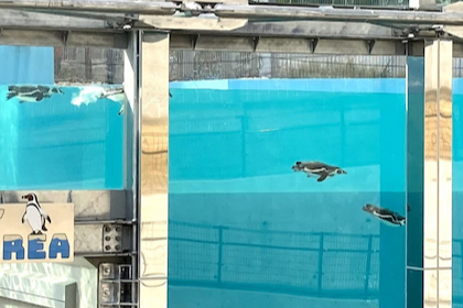 ペンギン・ホームズ