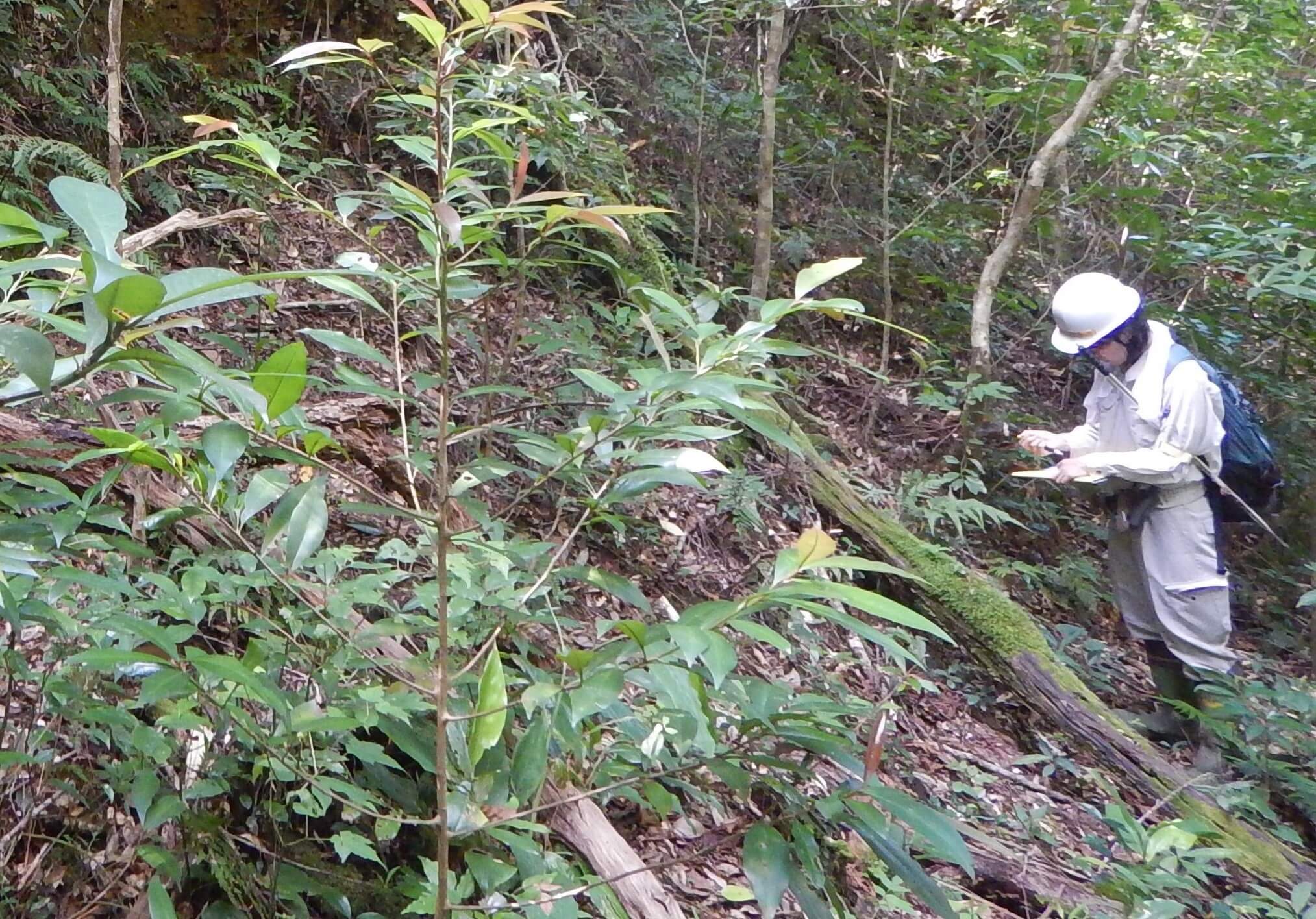 奄美大島における植物調査の様子