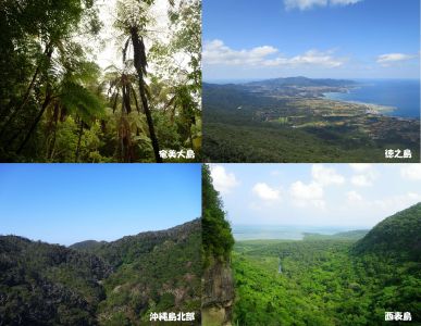 奄美大島、徳之島、沖縄島北部及び西表島
